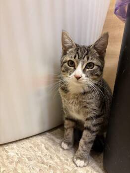 Domestic Short Hair and Tabby Cats Available for Adoption in Yardley, Pennsylvania - Snickers | PetCurious