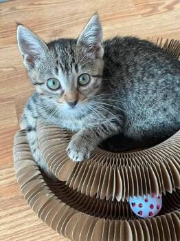 Nixi -  Domestic Short Hair Cat for Adoption in Concord, North Carolina - Nixi | PetCurious