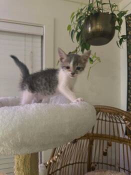 Ghost -  Domestic Short Hair Cat for Adoption in Augusta, Georgia - Ghost | PetCurious