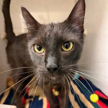 Farfalle -  Domestic Short Hair Cat for Adoption in Fairport, New York - Farfalle | PetCurious