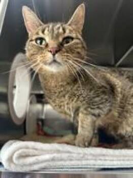 Domestic Short Hair Cats Available for Adoption in Manitowoc, Wisconsin - Pip | PetCurious