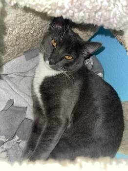 Bruno -  Domestic Short Hair Cat for Adoption in Hollister, California - Bruno | PetCurious