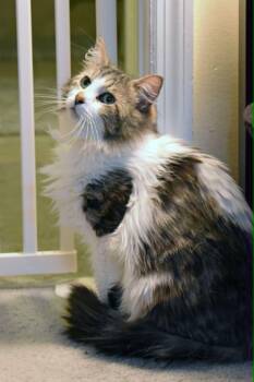 Petey -  Domestic Long Hair Cat for Adoption in Johnstown, New York - Petey | PetCurious