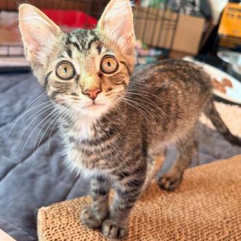 Spanky -  Domestic Short Hair Cat for Adoption in Aldie, Virginia - Spanky | PetCurious