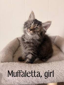 Muffuletta IN FOSTER -  Domestic Short Hair Cat for Adoption in Danielsville, Georgia - Muffuletta IN FOSTER | PetCurious