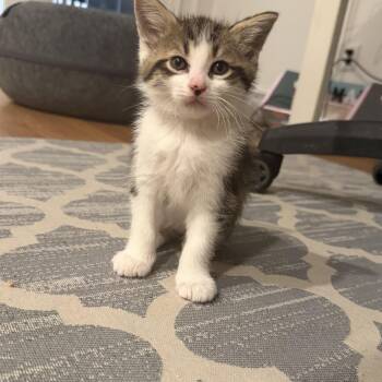 Domestic Short Hair and Tabby Cats Available for Adoption in Rochester Hills, Michigan - Jason | PetCurious