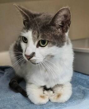 Manchas -  Domestic Short Hair Cat for Adoption in Bloomington, Indiana - Manchas | PetCurious
