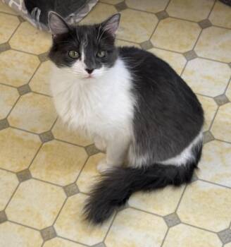 Rescue Domestic Medium Hair Cats for Adoption in Anchorage, Alaska - Bridget-Shy | PetCurious
