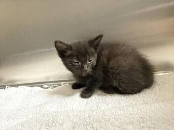 EVELYN -  Domestic Short Hair Cat for Adoption in Santa Fe, New Mexico - EVELYN | PetCurious