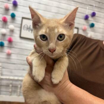 Churro -  Domestic Short Hair Cat for Adoption in Fort Smith, Arkansas - Churro | PetCurious