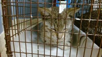 RUTH -  Domestic Short Hair Cat for Adoption in Doral, Florida - RUTH | PetCurious