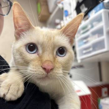 Domestic Short Hair Cats Available for Adoption - Faucet | PetCurious