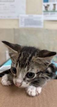 Purla -  Domestic Short Hair Cat for Adoption in Honolulu, Hawaii - Purla | PetCurious