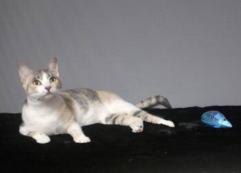 Rescue Domestic Short Hair Cats for Adoption in Floral City, Florida - CLAWDIA | PetCurious