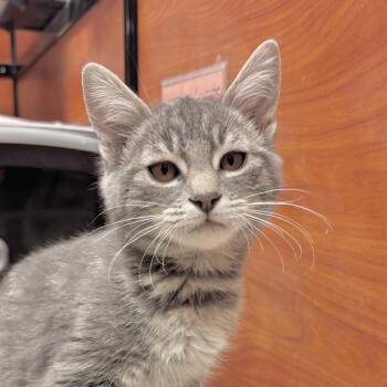 Fester -  Domestic Short Hair Cat for Adoption in Sonora, California - Fester | PetCurious