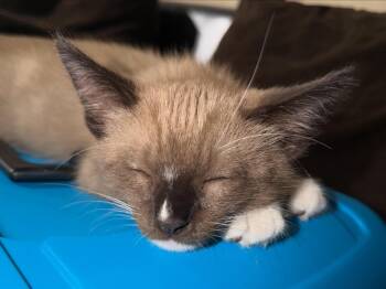 Latte -  Siamese Cat for Adoption in City Of Industry, California - Latte | PetCurious