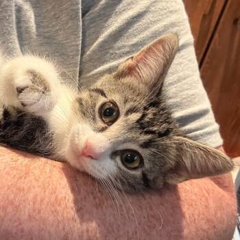 Rescue Domestic Short Hair Cats for Adoption in Portage, Michigan - Stormfly | PetCurious