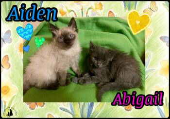 Aiden & Abigail- BONDED PAIR -  Domestic Long Hair Cat Available for Adoption in San Jose, California - Aiden & Abigail- BONDED PAIR | PetCurious