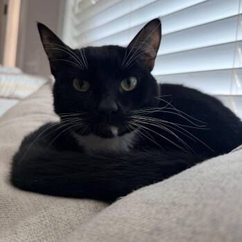 Domestic Short Hair Cats Available for Adoption in Enterprise, Alabama - Stitch | PetCurious