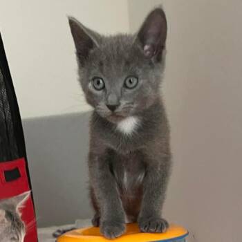 A1049609 Gabriel -  Domestic Short Hair Cat for Adoption in Pleasant Hill, California - A1049609 Gabriel | PetCurious
