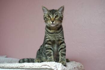 Rescue Domestic Short Hair Cats for Adoption in Fountain Hills, Arizona - Roku | PetCurious