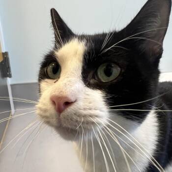 Elvis -  Domestic Short Hair Cat for Adoption in Boston, Massachusetts - Elvis | PetCurious