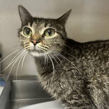 Lola -  Domestic Short Hair Cat for Adoption in San Antonio, Texas - Lola | PetCurious