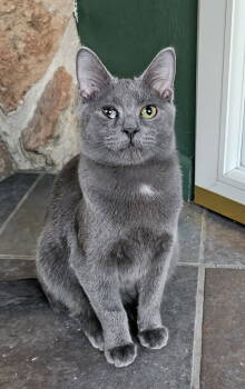 Rescue Domestic Short Hair Cats for Adoption in Evergreen, Colorado - Oscar (Latte As Kitten) | PetCurious