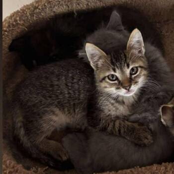 Rescue Domestic Short Hair Cats for Adoption in Fort Worth, Texas - Chi Chi | PetCurious