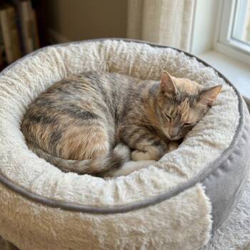 Cadilac -  Domestic Short Hair Cat for Adoption in Fort Lauderdale, Florida - Cadilac | PetCurious