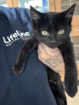 Rescue Domestic Short Hair Cats for Adoption in Chamblee, Georgia - Woofy | PetCurious