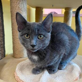 Sallie -  Domestic Short Hair Cat for Adoption in Huntsville, Arkansas - Sallie | PetCurious