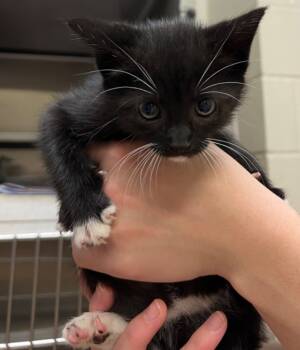 Rescue Domestic Short Hair Cats for Adoption in Nacogdoches, Texas - Theta | PetCurious