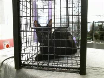 ROSE -  Domestic Short Hair Cat for Adoption in Houston, Texas - ROSE | PetCurious