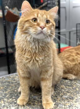 Rescue Domestic Long Hair Cats for Adoption in Estherville, Iowa - Dundee | PetCurious