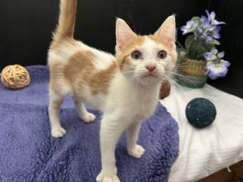 Kato -  Tabby and Domestic Short Hair Cat for Adoption in Fayetteville, Georgia - Kato | PetCurious