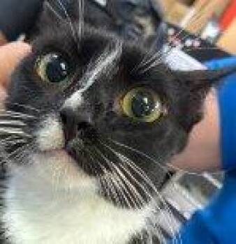Hyrule -  Domestic Short Hair Cat for Adoption in Raleigh, North Carolina - Hyrule | PetCurious