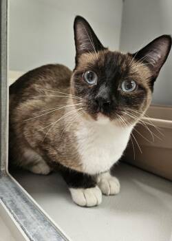 61946366 -  Siamese Cat for Adoption in Elko, Nevada - 61946366 | PetCurious