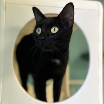 Rescue Domestic Short Hair Cats for Adoption in Roxboro, North Carolina - Elvira | PetCurious