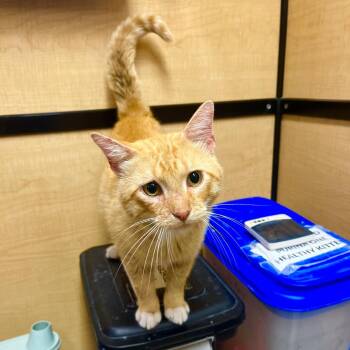 Mayhem Miller - Petsmart Belleville -  Domestic Short Hair Cat for Adoption in Belleville, Illinois - Mayhem Miller - Petsmart Belleville | PetCurious