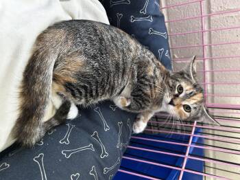 Rescue Domestic Short Hair and Torbie Cats for Adoption in Greensboro, North Carolina - Chili | PetCurious