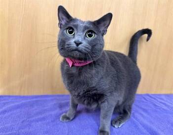 Domestic Short Hair Cats Available for Adoption - PETUNIA | PetCurious