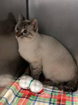 Hanta -  Domestic Short Hair Cat for Adoption in Pierceton, Indiana - Hanta | PetCurious
