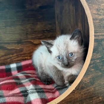 Radon -  Domestic Short Hair Cat for Adoption in Marion, Virginia - Radon | PetCurious