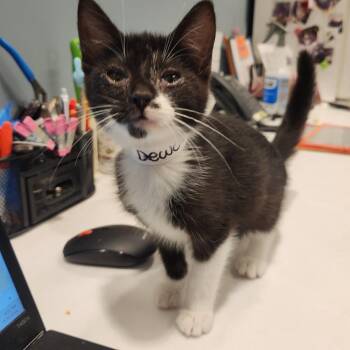 Dewclaw -  Domestic Short Hair Cat for Adoption in Fort Wayne, Indiana - Dewclaw | PetCurious
