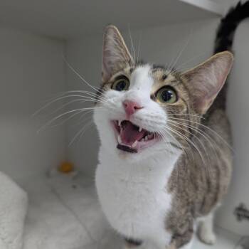 Domestic Short Hair Cats Available for Adoption in Jeffersonville, Indiana - Boo Boo | PetCurious