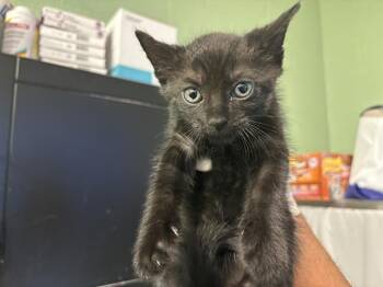 Rescue Domestic Short Hair Cats for Adoption in Grand Prairie, Texas - DJO | PetCurious