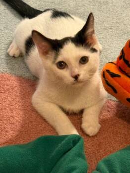 Rescue Domestic Short Hair Cats for Adoption in Windsor, Connecticut - 112-Hansel Bonded With Helga | PetCurious