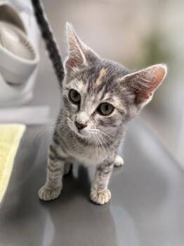 Bodhi -  Domestic Short Hair Cat for Adoption in Orland Hills, Illinois - Bodhi | PetCurious