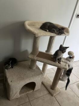 Lumi -  Domestic Short Hair Cat for Adoption in Virginia Beach, Virginia - Lumi | PetCurious